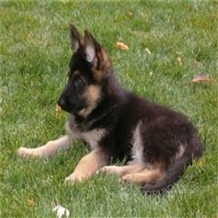 家养护卫德牧犬 养殖牧羊犬幼犬 体形适中 毛色光亮