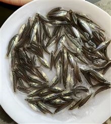 加州鲈鱼苗 优鲈三号 已驯化吃饲 全程技术跟踪指导